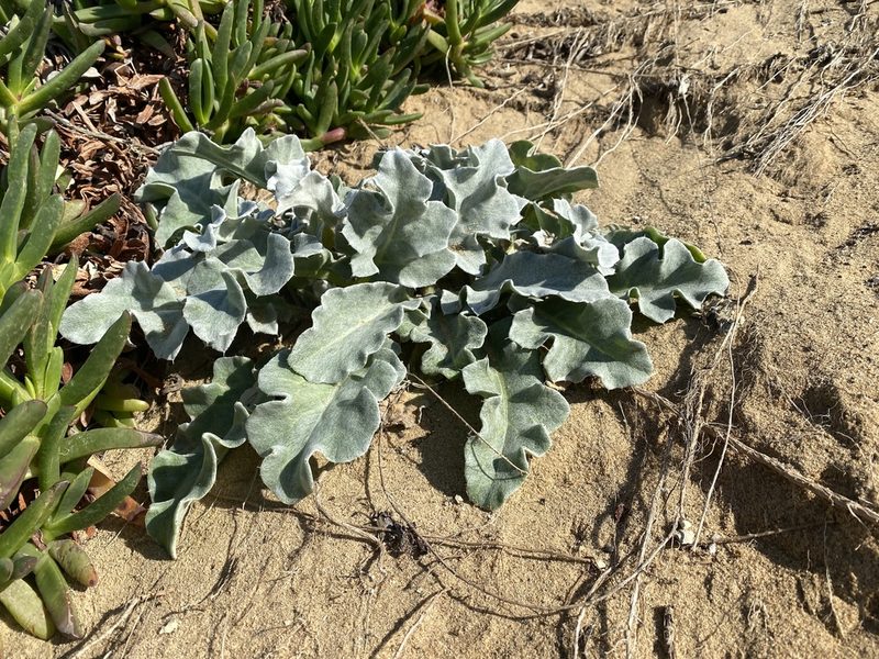 Cirsium rhothophilum, photographed by Kyle Nessen