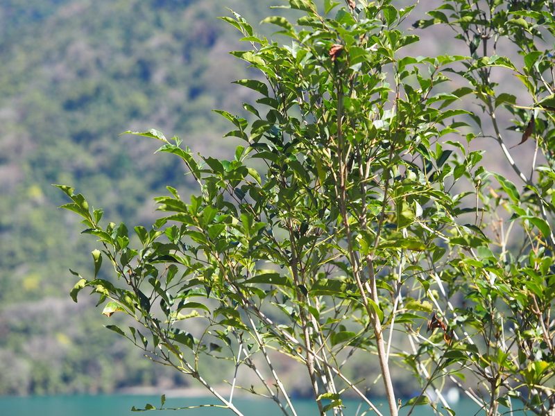 Fraxinus griffithii, photographed by 葉子