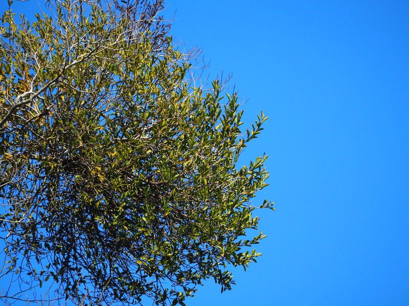 Taxillus theifer, photographed by 葉子