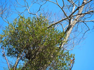 Taxillus theifer, photographed by 葉子