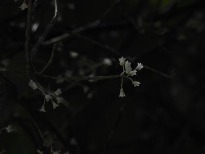 Dendrobium herbaceum, photographed by Srinivasan Kasinathan