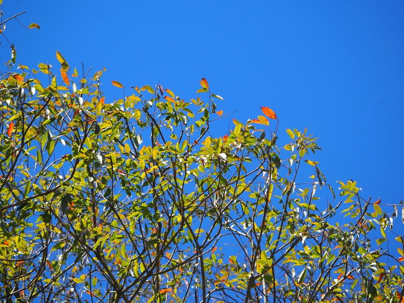 Toxicodendron succedaneum, photographed by 葉子