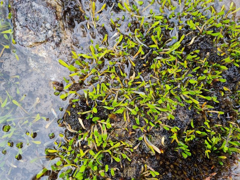Liparophyllum gunnii, photographed by gnapp
