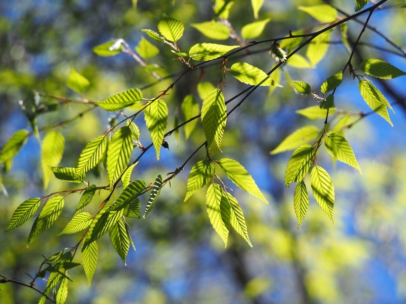 Carpinus kawakamii, photographed by 葉子