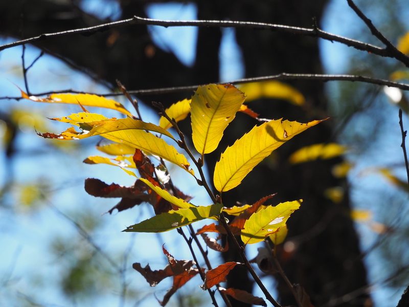 Quercus variabilis, photographed by 葉子
