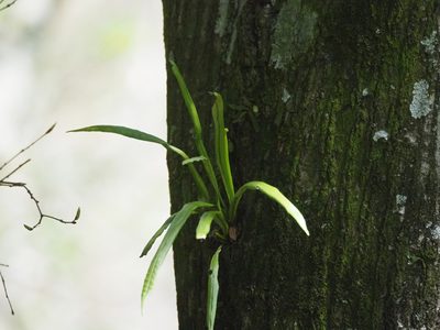 Lepisorus thunbergianus, photographed by 葉子