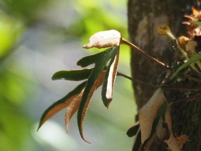 Pyrrosia polydactylos, photographed by 葉子