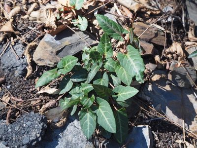 Reynoutria multiflora, photographed by 葉子