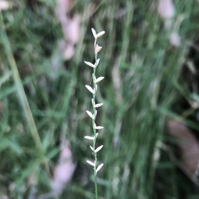 Tetrarrhena juncea, photographed by James K. Douch