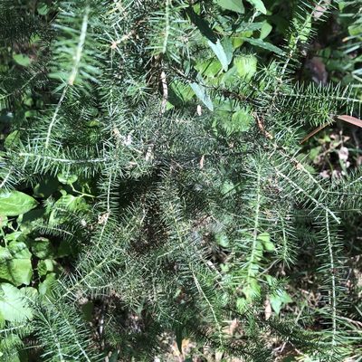 Acacia verticillata, photographed by James K. Douch