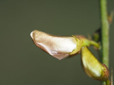Tephrosia noctiflora, photographed by 葉子