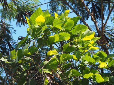 Pueraria montana, photographed by 葉子