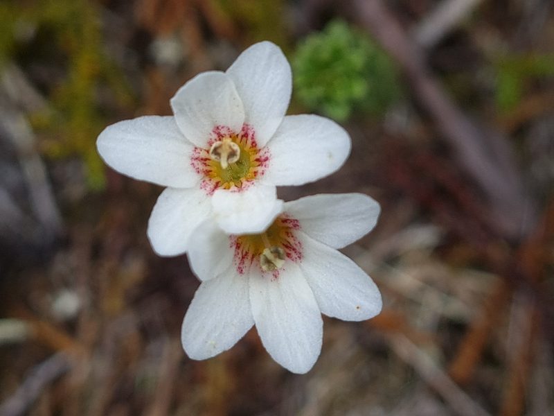 Forstera mackayi, photographed by gnapp
