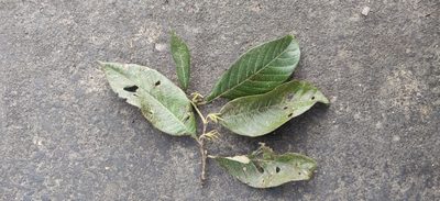 Alnus nepalensis, photographed by T R Shankar Raman