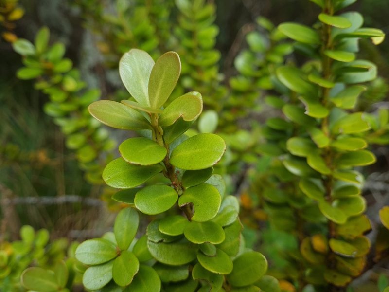Pseudowintera traversii, photographed by gnapp