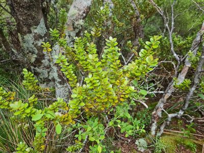 Pseudowintera traversii, photographed by gnapp