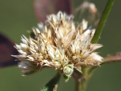 Alternanthera ficoidea, photographed by 葉子
