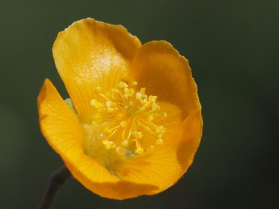 Abutilon indicum, photographed by 葉子