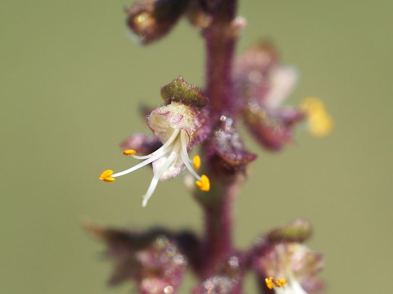 Ocimum gratissimum, photographed by 葉子