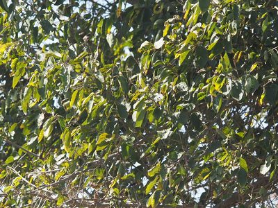 Cordia dichotoma, photographed by 葉子