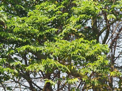 Trema orientale, photographed by 葉子
