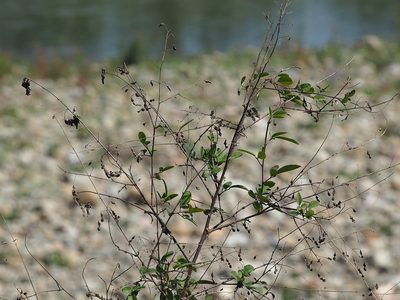 Desmodium tortuosum, photographed by 葉子