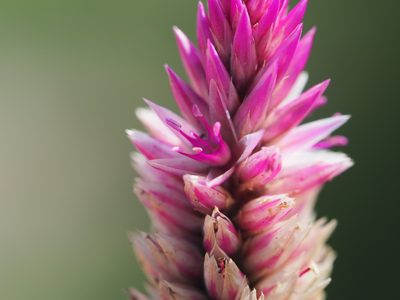 Celosia argentea, photographed by 葉子