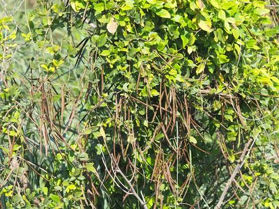 Centrosema pubescens, photographed by 葉子