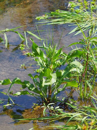 Rumex japonicus, photographed by 葉子