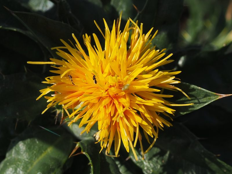 Carthamus tinctorius, photographed by 葉子