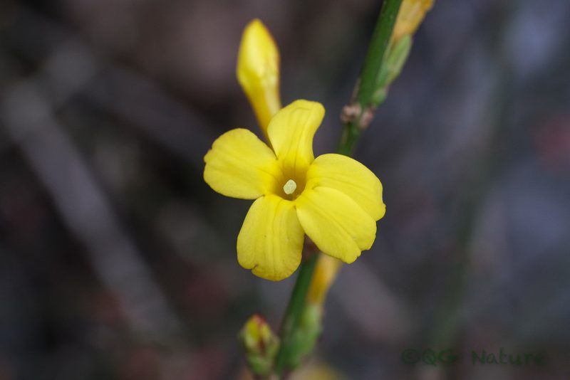 Jasminum nudiflorum, photographed by Wang.QG
