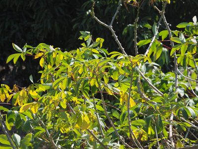 Manihot esculenta, photographed by 葉子