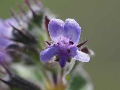 Mesosphaerum suaveolens, photographed by 葉子