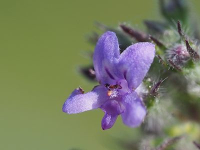 Mesosphaerum suaveolens, photographed by 葉子