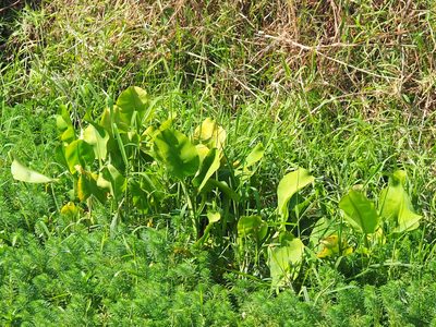 Limnocharis flava, photographed by 葉子