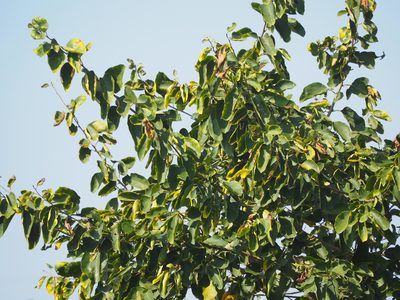 Cordia dichotoma, photographed by 葉子