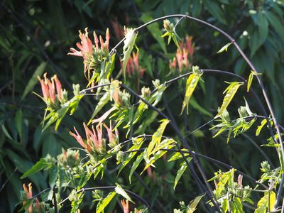 Clinacanthus nutans, photographed by 葉子