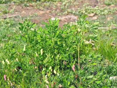 Chenopodium ficifolium, photographed by 葉子