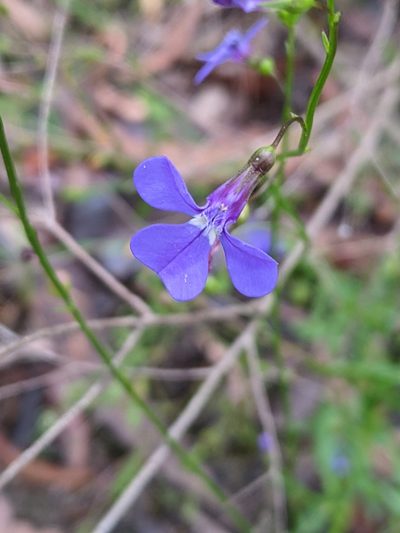 Lobelia andrewsii, photographed by Joe Atkinson