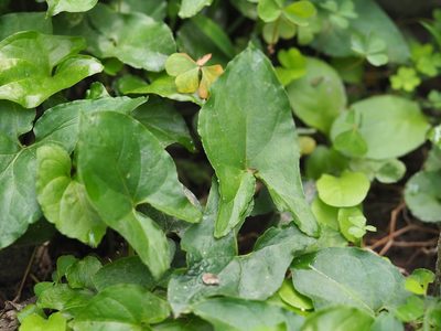 Typhonium blumei, photographed by 葉子