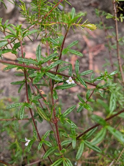 Zieria pilosa, photographed by Joe Atkinson