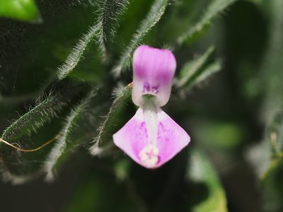 Dicliptera chinensis, photographed by 葉子