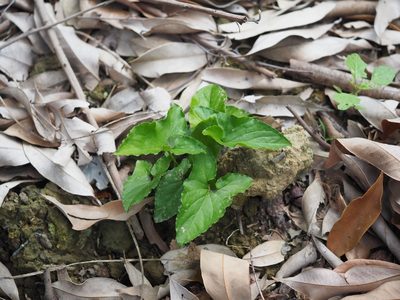 Typhonium blumei, photographed by 葉子
