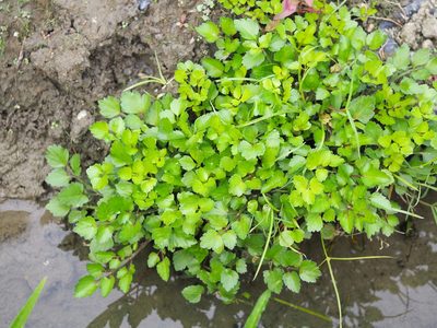 Apium graveolens, photographed by 葉子