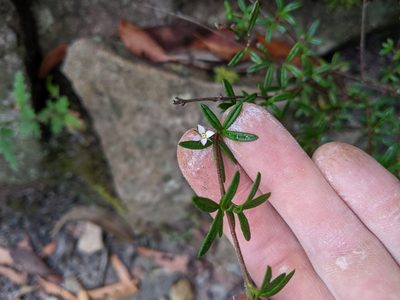 Zieria pilosa, photographed by Joe Atkinson