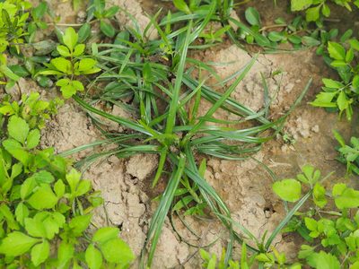 Cyperus rotundus, photographed by 葉子