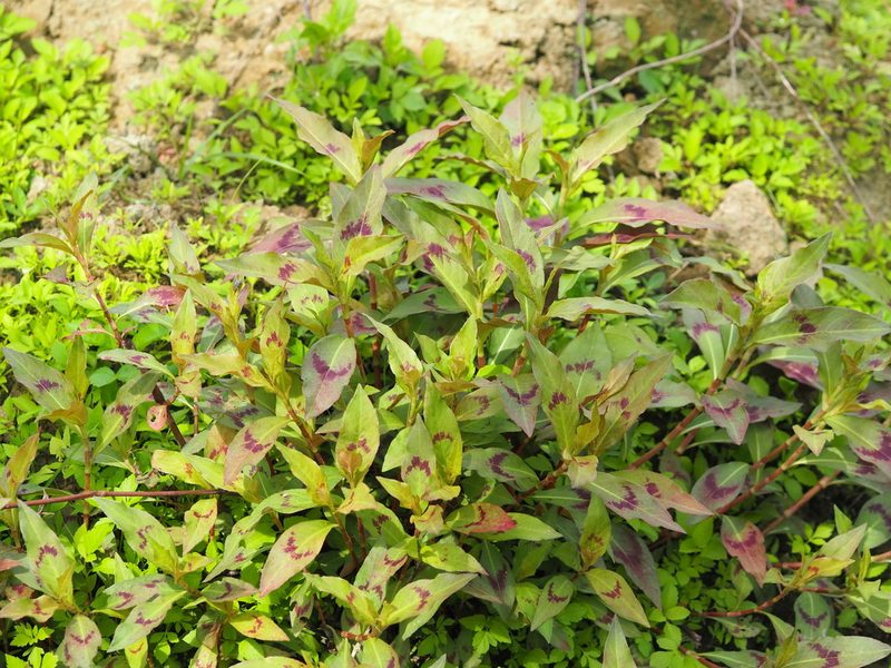 Persicaria barbata, photographed by 葉子