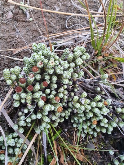 Helichrysum coralloides, photographed by Danielle Munster