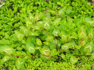 Persicaria chinensis, photographed by 葉子