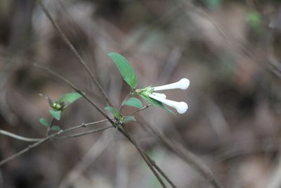 Bouvardia longiflora, photographed by José Belem Hernández Díaz
